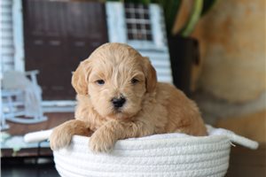Jaxon - puppy for sale
