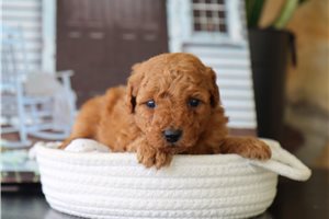 Joey - puppy for sale