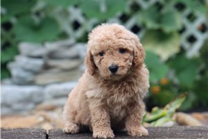 Jesse - Malti Poo - Maltipoo for sale