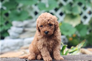 Joey - Malti Poo - Maltipoo for sale