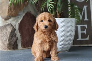 Julian - Malti Poo - Maltipoo for sale