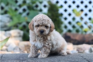 Gwen - Malti Poo - Maltipoo for sale