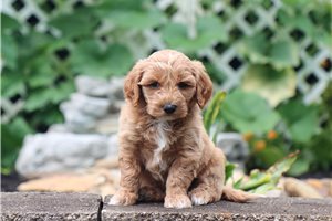 Jasmine - Malti Poo - Maltipoo for sale