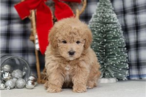 Blip - Malti Poo - Maltipoo for sale