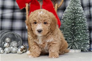Blink - Malti Poo - Maltipoo for sale