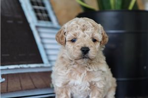 Gwen - puppy for sale
