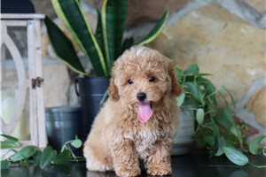 Gracie - Malti Poo - Maltipoo for sale