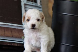 Gino - Malti Poo - Maltipoo for sale