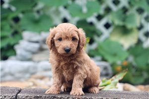 Julian - Malti Poo - Maltipoo for sale