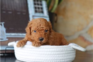 Jacob - puppy for sale