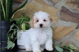 Gyro - Malti Poo - Maltipoo for sale