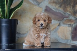 Gracie - Malti Poo - Maltipoo for sale