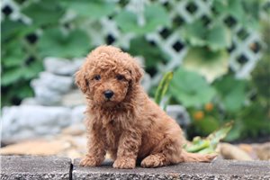 Jacob - Malti Poo - Maltipoo for sale