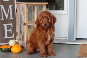 Evelyn - puppy for sale