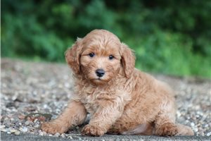 Commander - Goldendoodle, Mini for sale