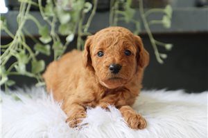 Cowgirl - Goldendoodle, Mini for sale