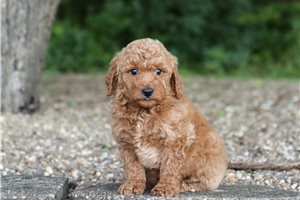Coke - Goldendoodle, Mini for sale