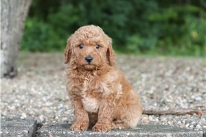 Coke - Goldendoodle, Mini for sale