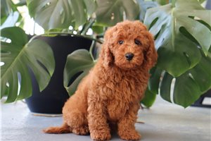 Jason - Goldendoodle, Mini for sale