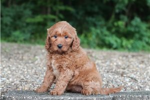 Coco - Goldendoodle, Mini for sale