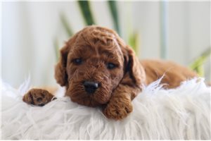 Jason - puppy for sale