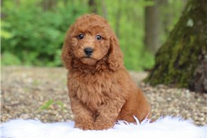 Journey - Goldendoodle, Mini for sale