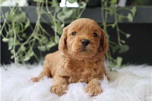 Callie - puppy for sale