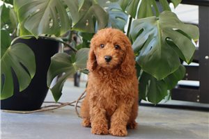 Journey - Goldendoodle, Mini for sale