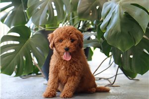 Josie - Goldendoodle, Mini for sale