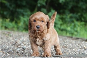 Checkers - Goldendoodle, Mini for sale