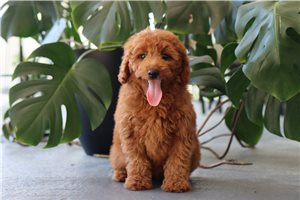Jillian - Goldendoodle, Mini for sale