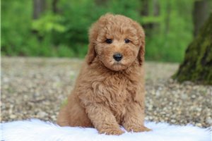 Johnny - Goldendoodle, Mini for sale