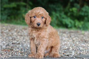 Cowboy - Goldendoodle, Mini for sale
