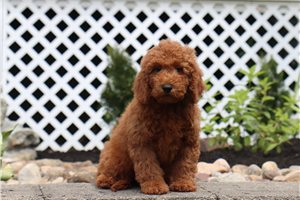 Jason - Goldendoodle, Mini for sale