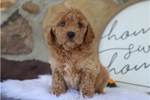 Emily - puppy for sale