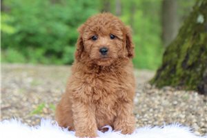 Jillian - Goldendoodle, Mini for sale