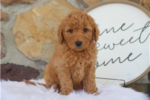 Emery - puppy for sale