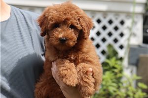 Josie - Goldendoodle, Mini for sale