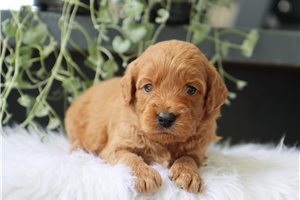 Cowboy - puppy for sale