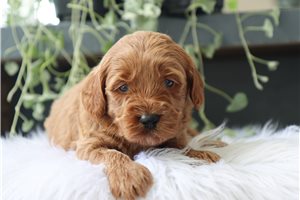 Checkers - puppy for sale