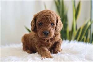 Journey - puppy for sale