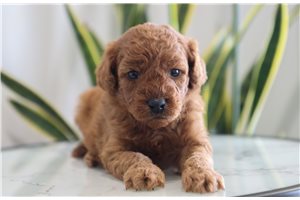 Jillian - puppy for sale