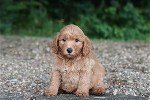 Commander - Goldendoodle, Mini for sale
