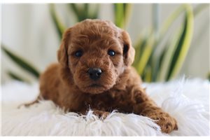 Josie - puppy for sale