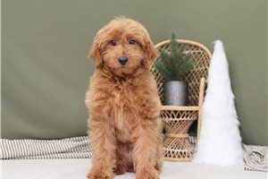 Elizabeth - Goldendoodle, Mini for sale
