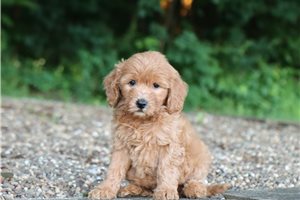 Callie - Goldendoodle, Mini for sale