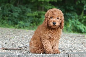 Jason - Goldendoodle, Mini for sale