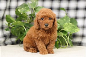 Journey - Goldendoodle, Mini for sale