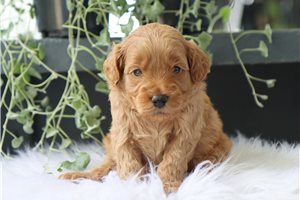 Commander - puppy for sale