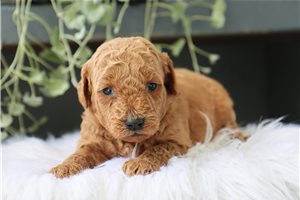 Coke - puppy for sale